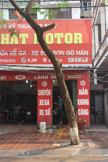 Cây xanh Hà Nội bị lạm dụng đủ kiểu ảnh 3
